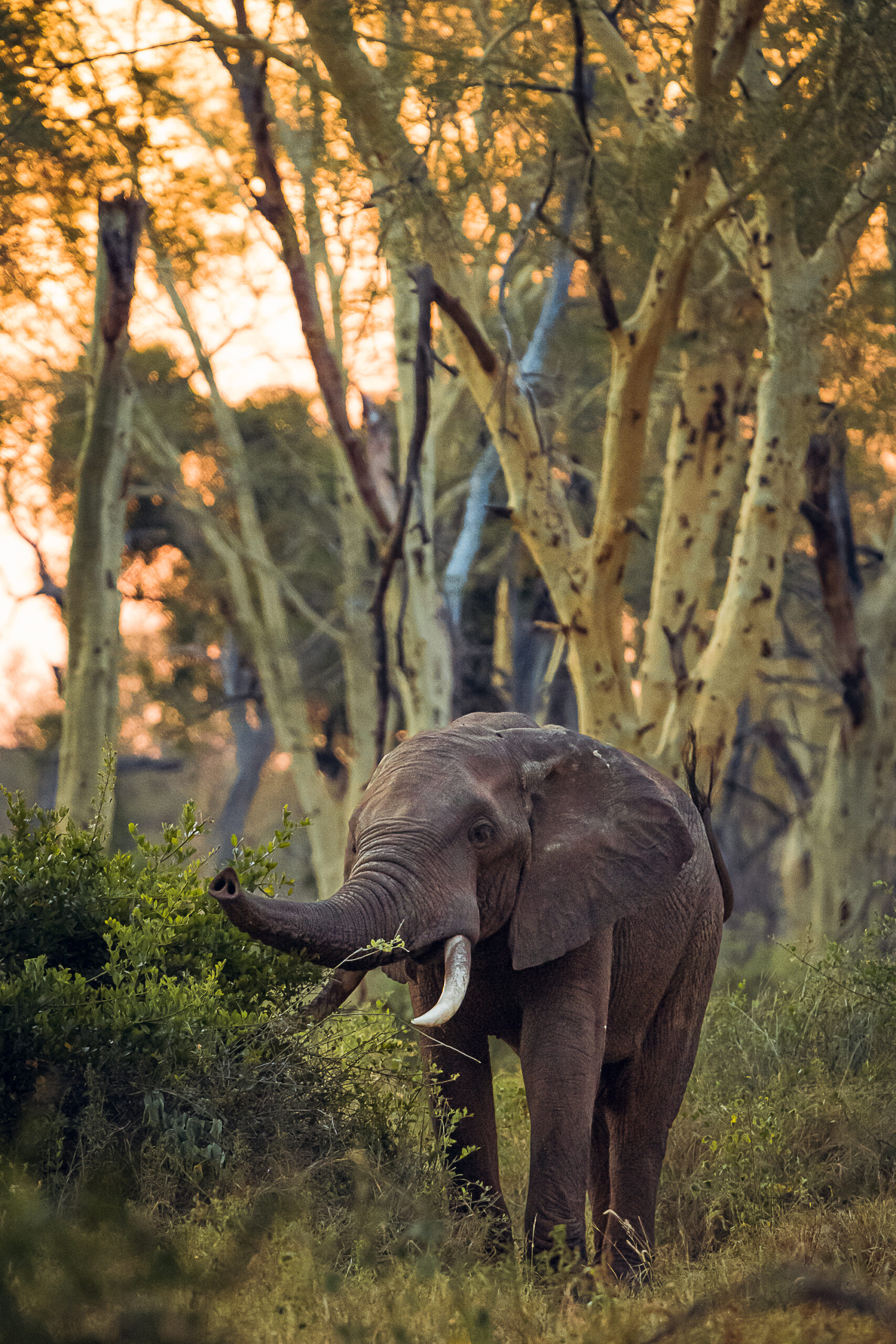 Elephant Fever Tree South Africa Elephant Fever Tree South Africa
