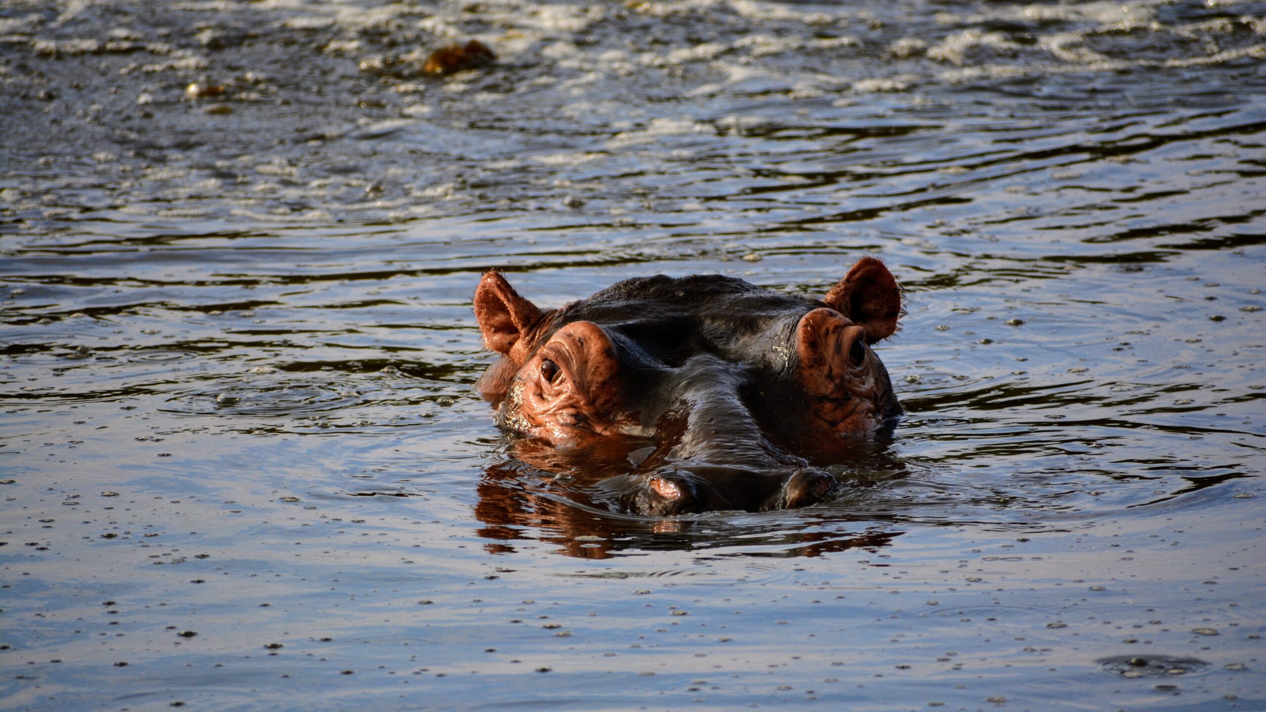 Privacy Policy Hippo South Africa Privacy Policy Hippo South Africa
